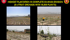 HORTICULTURE DRIVE - 2022 HIGHEST PLANTATION IN COMPLETE D-I-KHAN DIVISION (9 x FRUIT ORCHADS WITH 16,500 PLANTS)